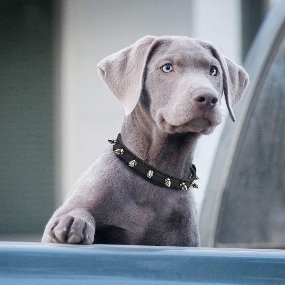 Amazon | Namsan 犬の首輪 首輪 トゲトゲ 5穴· 調節 可能 小型犬 中型